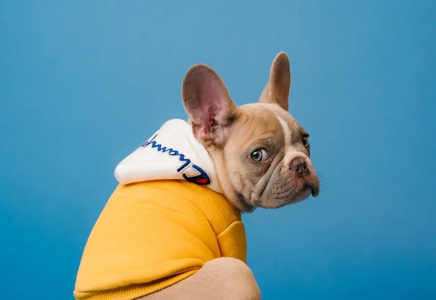 Perro pequeño en una guía de nombres