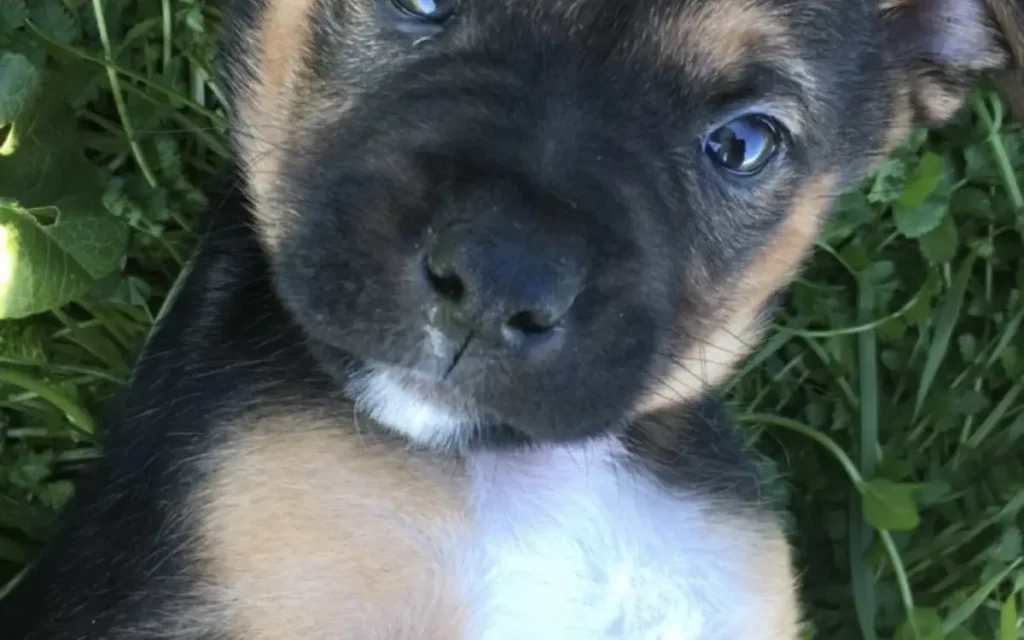 Imagen de apoyo para Cómo enseñar a mi perro a hacer sus necesidades fuera de casa