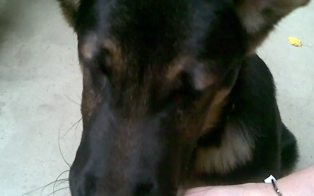 Imagen de apoyo para Qué darle de comer a un cachorro recién llegado a casa