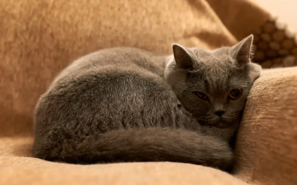 Imagen de apoyo para Cuál es la raza de gato más tranquila para tener en casa