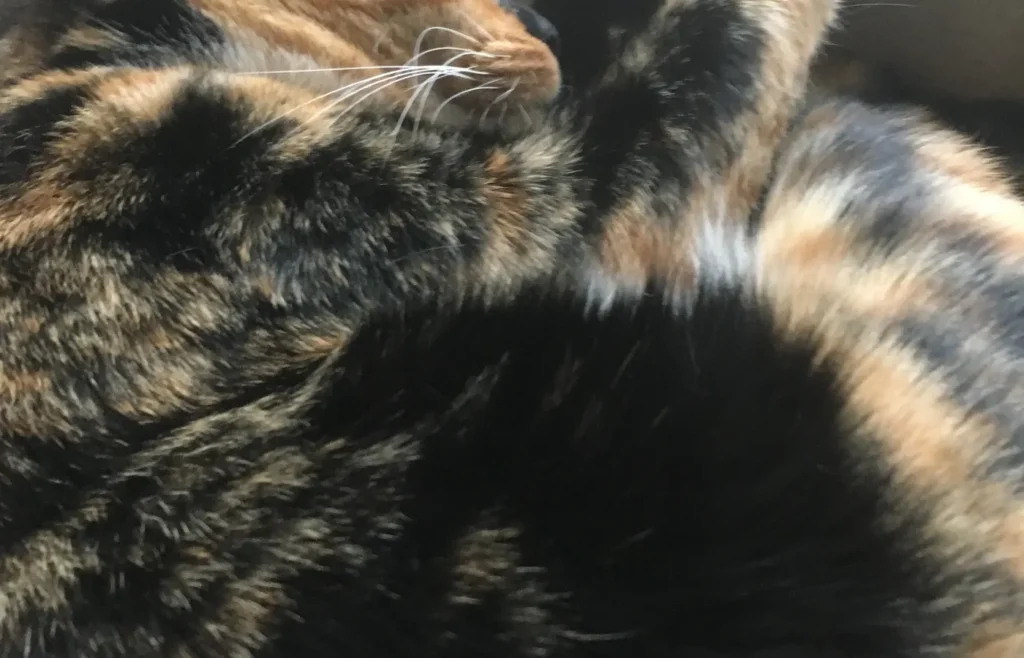 Gato descansando en una cama para explicar por qué duerme encima de su persona
