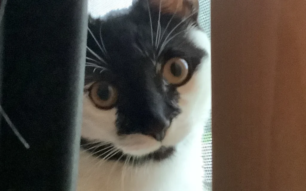 Gato escondido como posible señal de estrés en casa