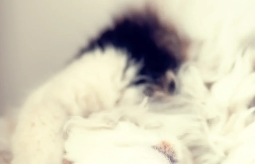 Gato descansando en una manta para una guía de comportamiento