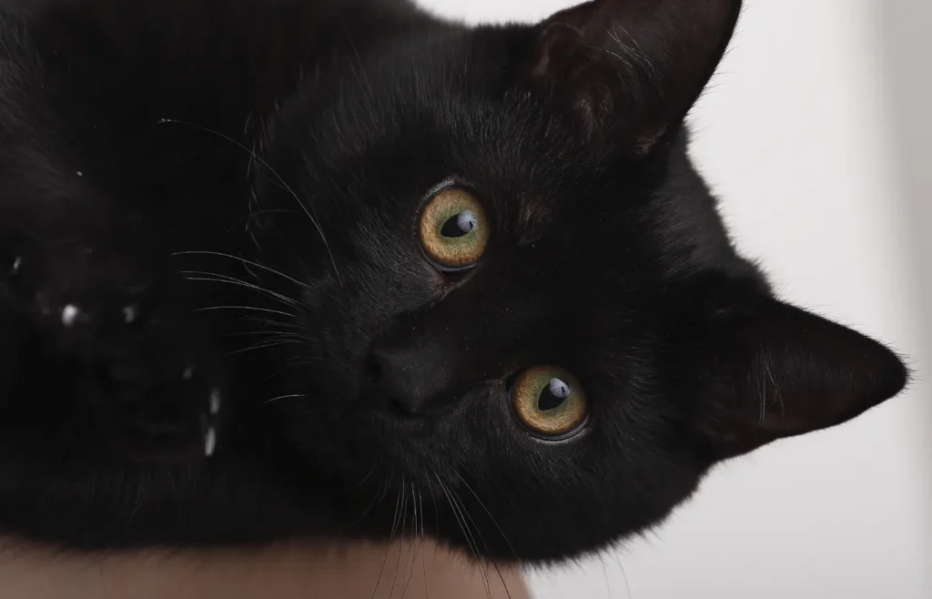 Imagen de apoyo para 120 nombres para gatos negros originales, bonitos y con significado