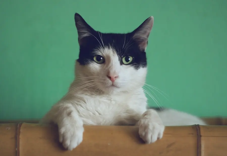 Imagen de apoyo para 100 nombres para gatas hembras bonitos, originales y fáciles de recordar