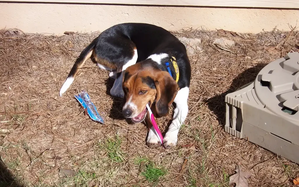 Beagle con un cepillo de dientes durante una rutina de higiene dental