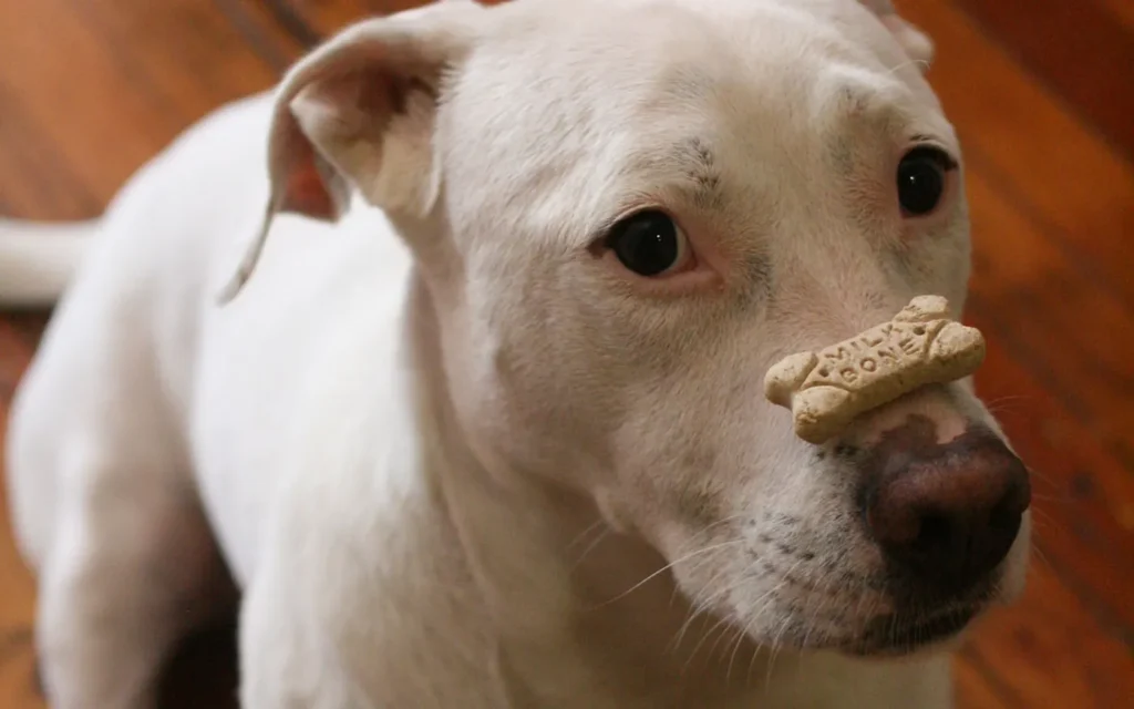 Perro recibiendo un premio durante el entrenamiento de órdenes básicas