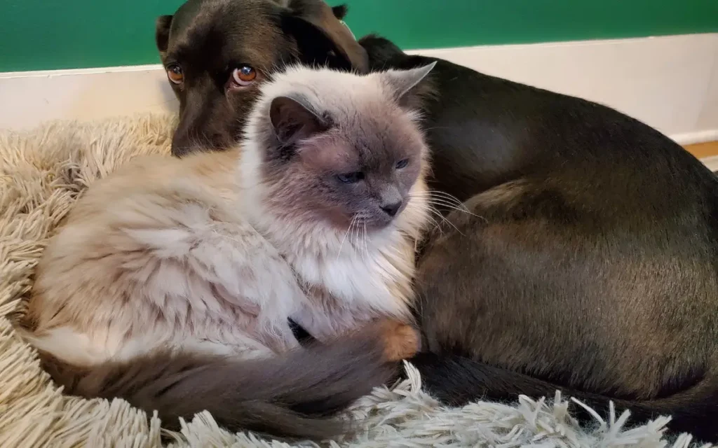 Imagen de apoyo para ¿Es mejor tener un perro o un gato si trabajo todo el día?