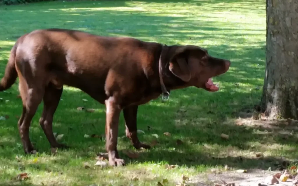 Labrador ladrando para explicar cómo reducir ladridos excesivos