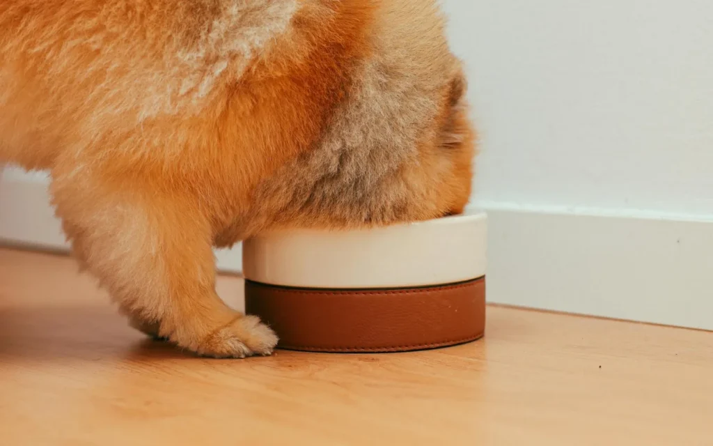 Cachorro comiendo de un bol durante su etapa de alimentación inicial