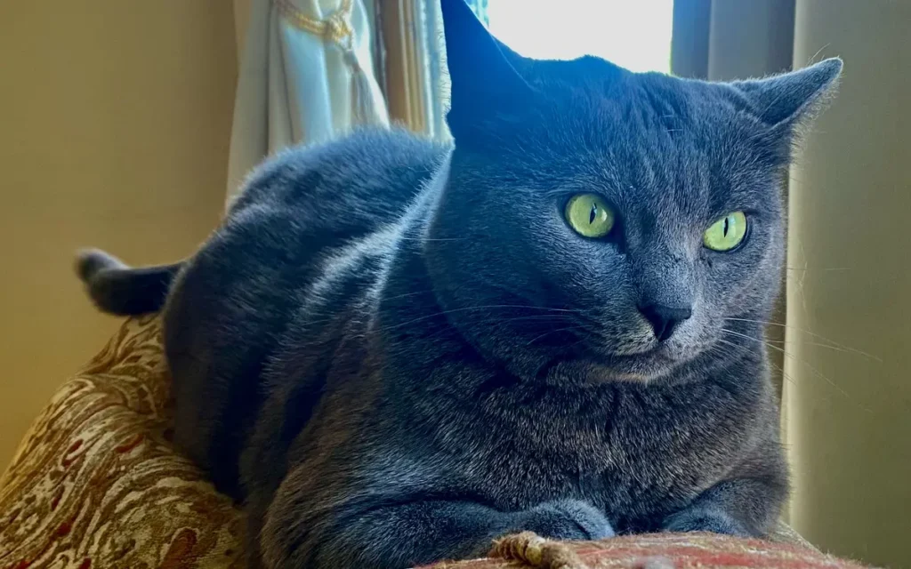 Gato en un sofá para una guía sobre cómo eliminar pelo de gato de los muebles
