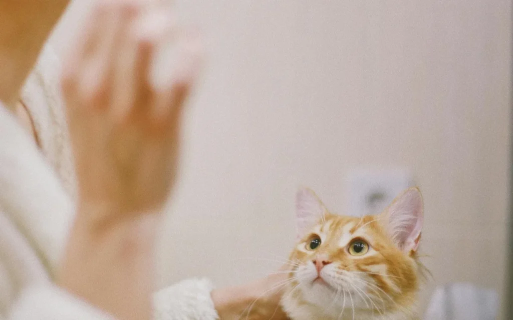 Gato observando cepillos de dientes en una guía sobre higiene bucal felina