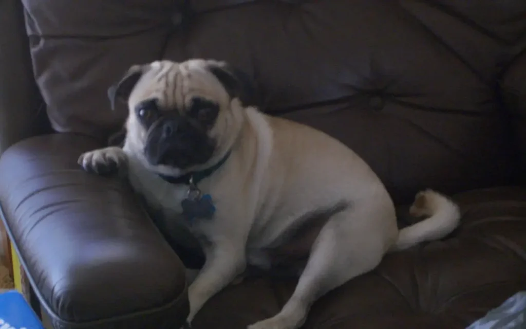 Imagen de apoyo para Qué raza de perro es mejor para vivir en un piso pequeño