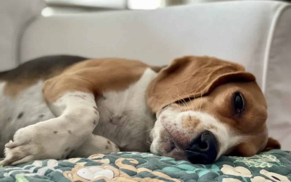 Perro descansando en un sofá como ejemplo de perro tranquilo para casa